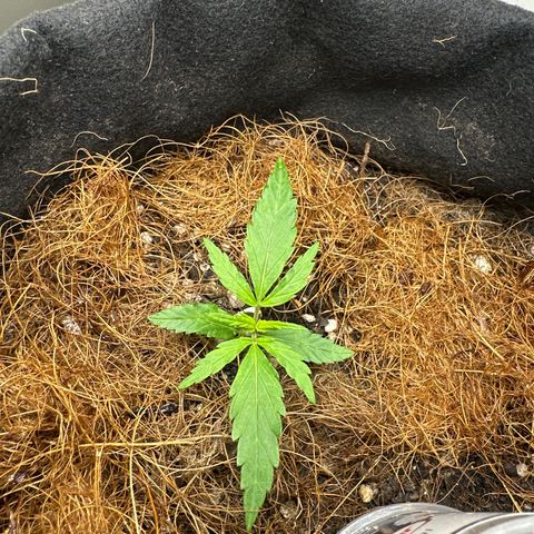 Pren growlog timeline photo