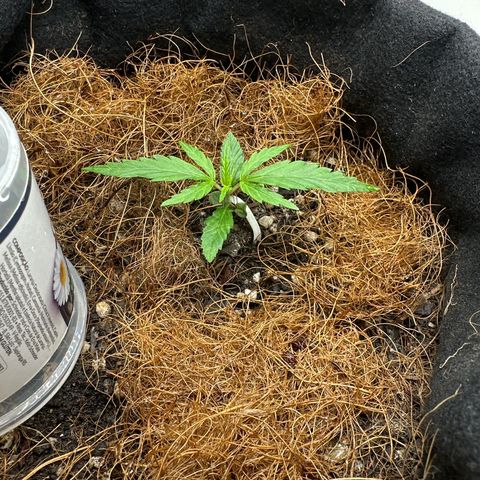 Pren growlog timeline photo