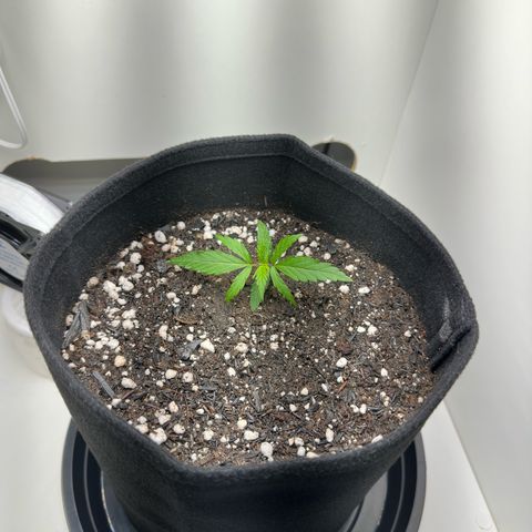 Pren growlog photo: 1º dia com o super solo Gynetics 