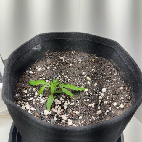 Pren growlog timeline photo