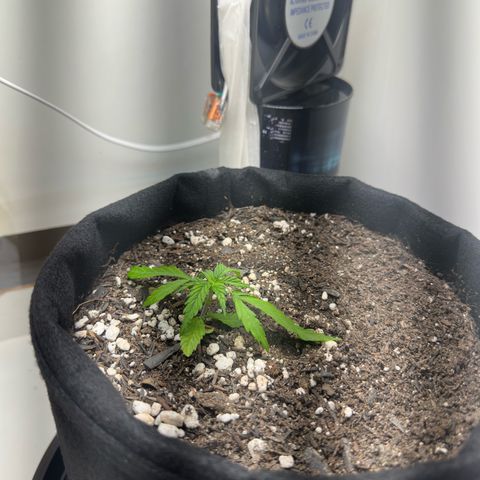 Pren growlog photo: Acordando 