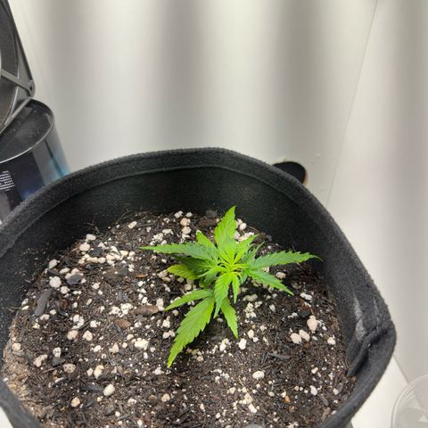 Pren growlog timeline photo