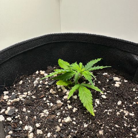 Pren growlog timeline photo