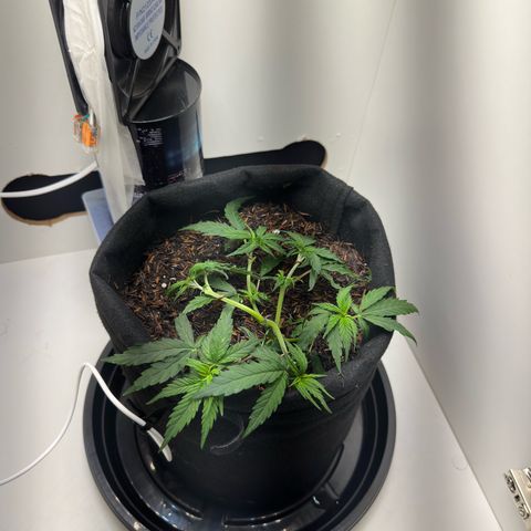 Pren growlog timeline photo