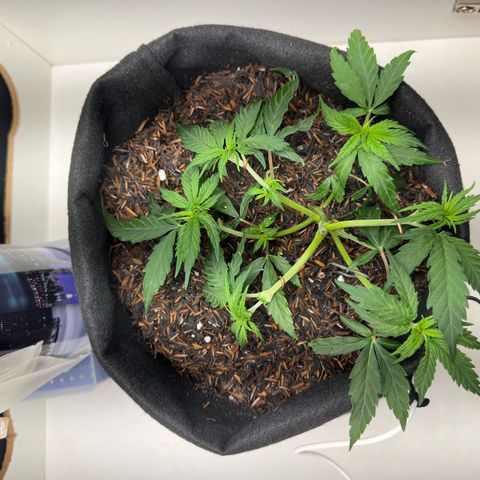 Pren growlog timeline photo