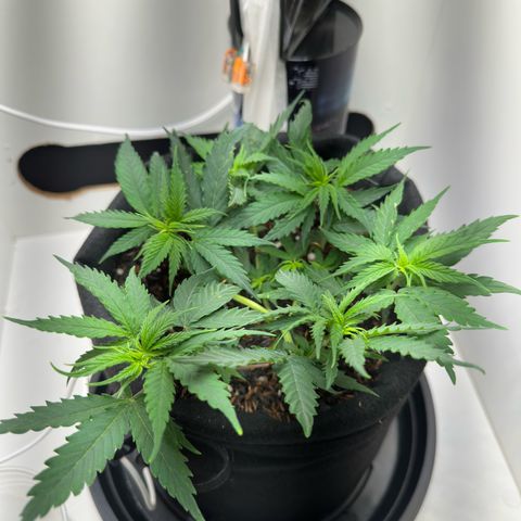 Pren growlog timeline photo