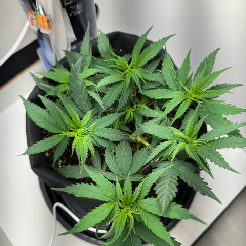 Pren growlog timeline photo