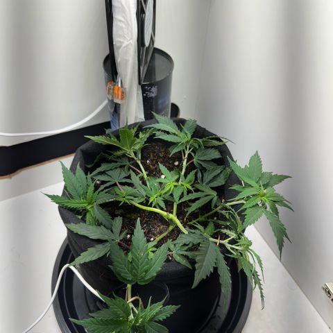 Pren growlog photo: Pós LST