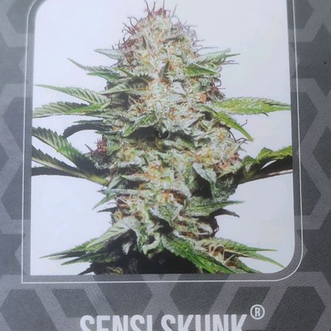 (Berta) Indika/Sativa Sensi Skunk  growlog photo