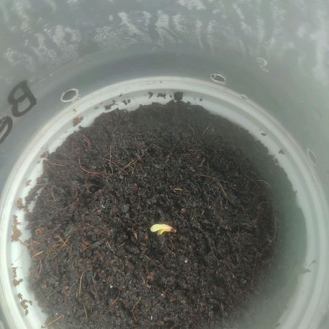 (Berta) Indika/Sativa Sensi Skunk  growlog photo