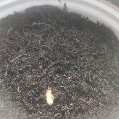 (Berta) Indika/Sativa Sensi Skunk  growlog photo