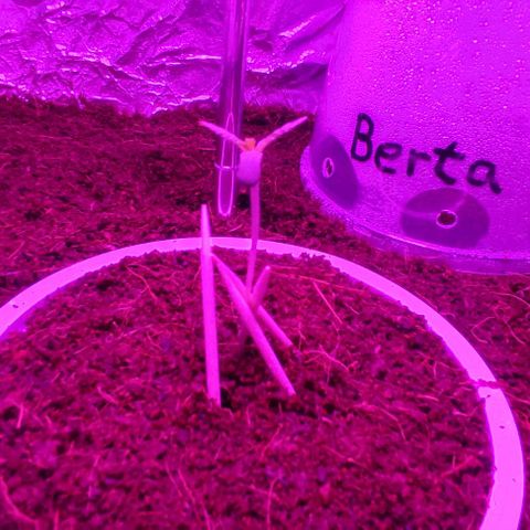 (Berta) Indika/Sativa Sensi Skunk  growlog photo