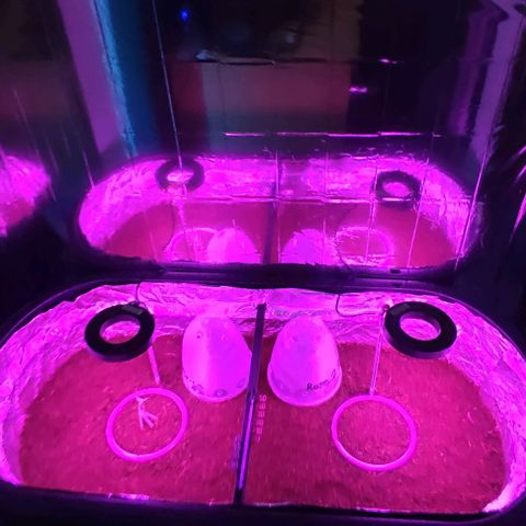 (Berta) Indika/Sativa Sensi Skunk  growlog photo: Heute Schrank umgebaut und Lampen installiert 