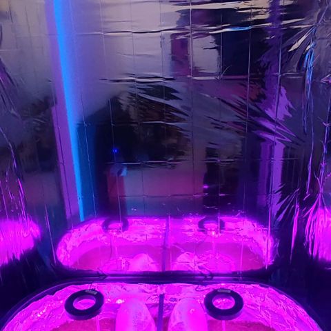(Berta) Indika/Sativa Sensi Skunk  growlog photo: Heute Schrank umgebaut und Lampen installiert 