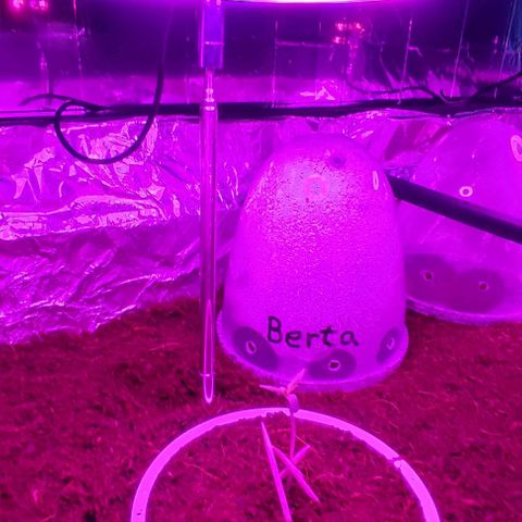 (Berta) Indika/Sativa Sensi Skunk  growlog photo: Heute Schrank umgebaut und Lampen installiert 