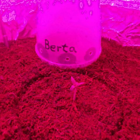 (Berta) Indika/Sativa Sensi Skunk  growlog timeline photo