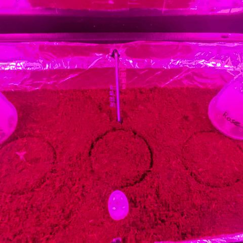 (Berta) Indika/Sativa Sensi Skunk  growlog timeline photo