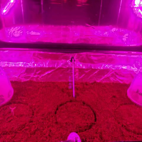 (Evelyn) Fat Banana Automatic growlog photo: Heute Schrank umgebaut und Licht installiert und Evelin eingepflanzt und alles gewässert