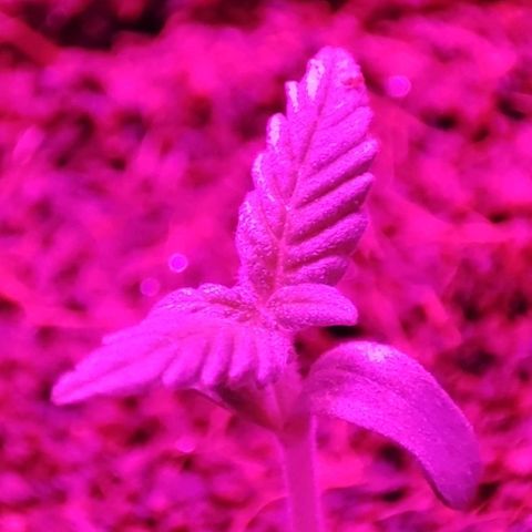 (Berta) Indika/Sativa Sensi Skunk  growlog timeline photo