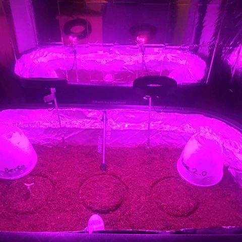 (Berta) Indika/Sativa Sensi Skunk  growlog timeline photo