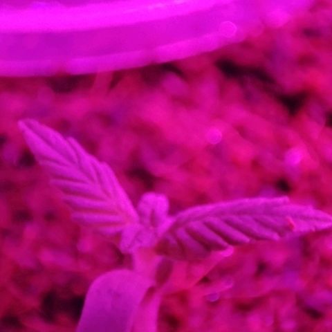 (Berta) Indika/Sativa Sensi Skunk  growlog timeline photo