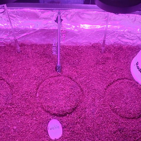 (Berta) Indika/Sativa Sensi Skunk  growlog timeline photo