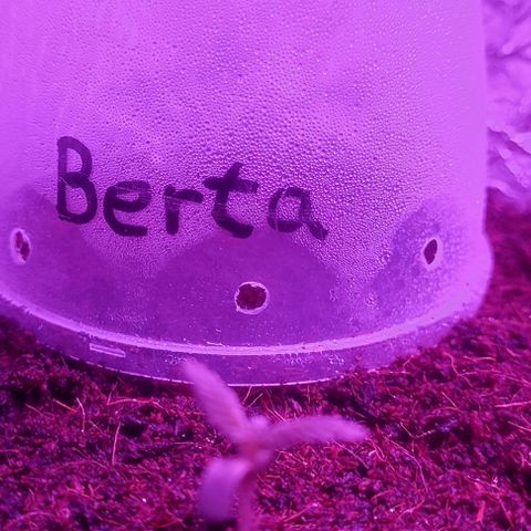 (Berta) Indika/Sativa Sensi Skunk  growlog timeline photo