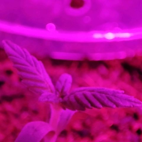 (Berta) Indika/Sativa Sensi Skunk  growlog timeline photo