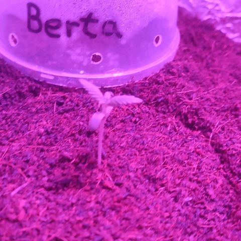 (Berta) Indika/Sativa Sensi Skunk  growlog timeline photo