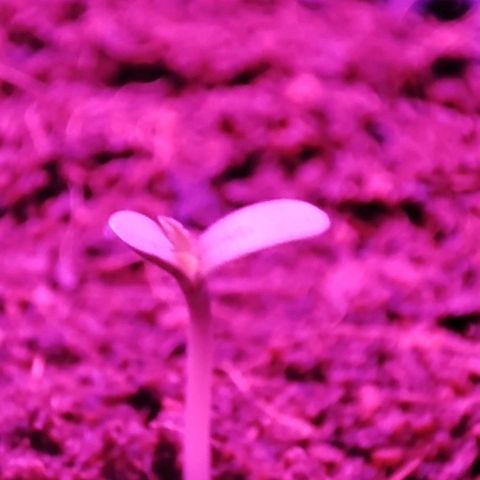 (Evelyn) Fat Banana Automatic growlog timeline photo