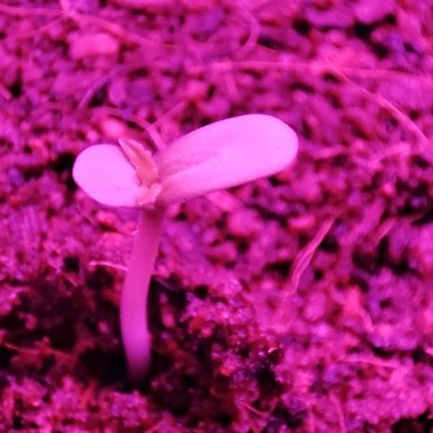 (Evelyn) Fat Banana Automatic growlog timeline photo