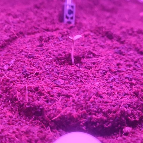(Evelyn) Fat Banana Automatic growlog timeline photo