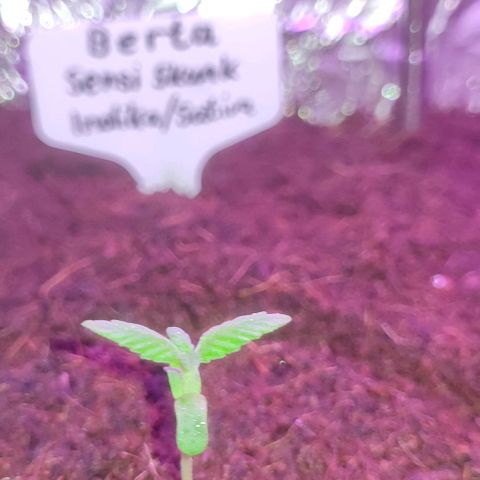 (Berta) Indika/Sativa Sensi Skunk  growlog timeline photo