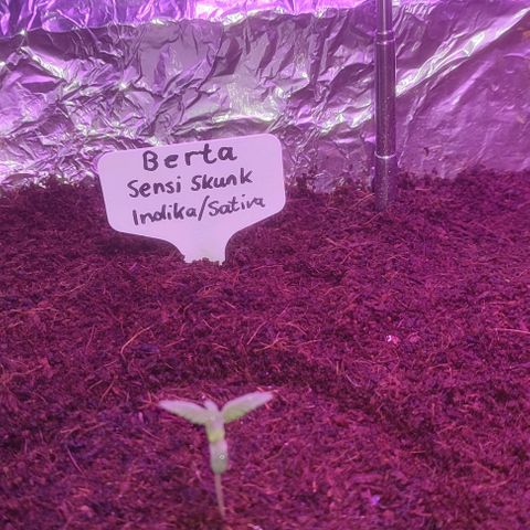 (Berta) Indika/Sativa Sensi Skunk  growlog timeline photo