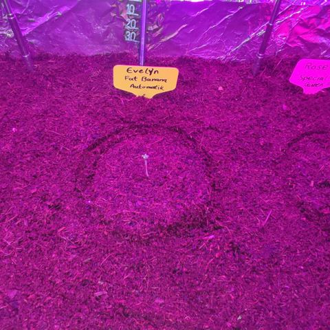 (Berta) Indika/Sativa Sensi Skunk  growlog timeline photo
