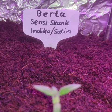 (Berta) Indika/Sativa Sensi Skunk  growlog timeline photo