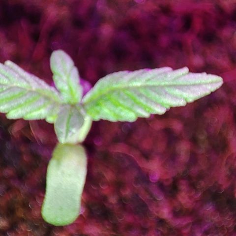 (Berta) Indika/Sativa Sensi Skunk  growlog timeline photo