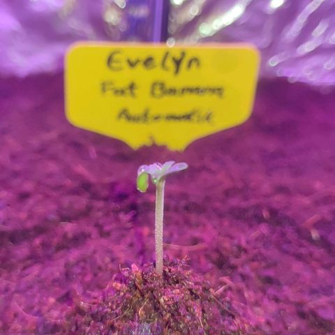 (Evelyn) Fat Banana Automatic growlog timeline photo