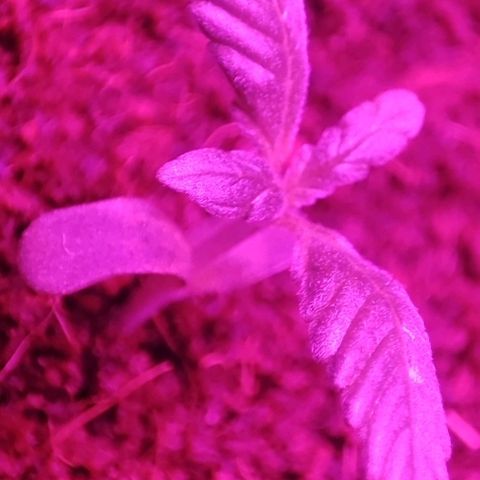 (Berta) Indika/Sativa Sensi Skunk  growlog photo: Heute umgepflanzt größere Töpfe