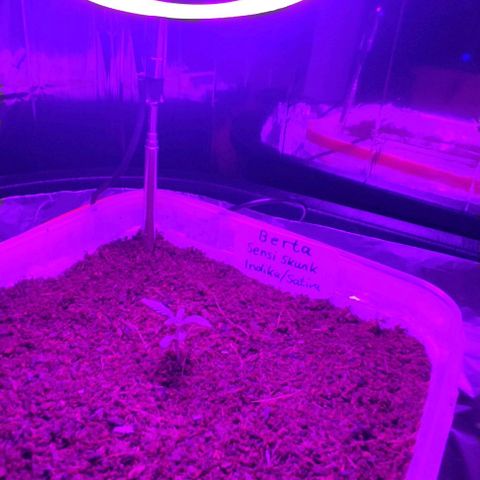 (Berta) Indika/Sativa Sensi Skunk  growlog photo: Heute umgepflanzt größere Töpfe