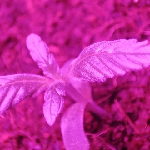 (Berta) Indika/Sativa Sensi Skunk  growlog photo: Heute umgepflanzt größere Töpfe