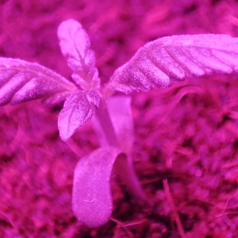 (Berta) Indika/Sativa Sensi Skunk  growlog photo: Heute umgepflanzt größere Töpfe