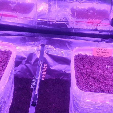 (Berta) Indika/Sativa Sensi Skunk  growlog photo: Heute umgepflanzt größere Töpfe