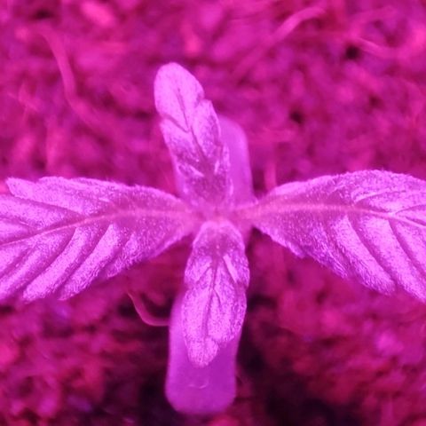 (Berta) Indika/Sativa Sensi Skunk  growlog photo: Heute umgepflanzt größere Töpfe