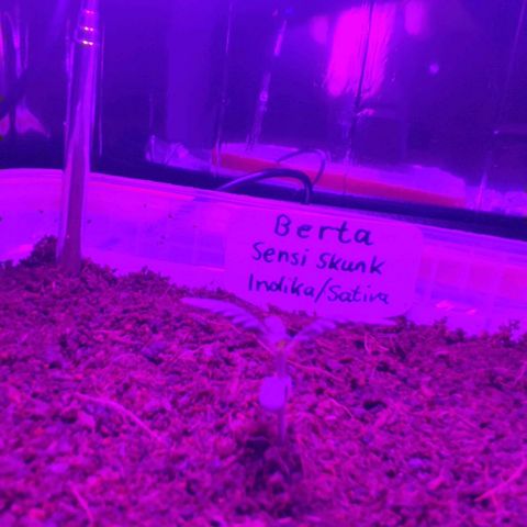 (Berta) Indika/Sativa Sensi Skunk  growlog photo: Heute umgepflanzt größere Töpfe