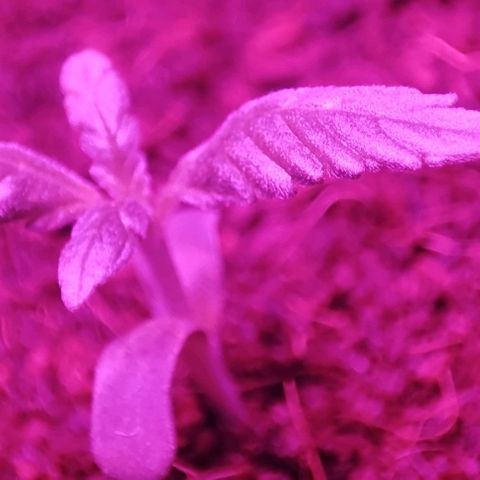 (Berta) Indika/Sativa Sensi Skunk  growlog photo: Heute umgepflanzt größere Töpfe