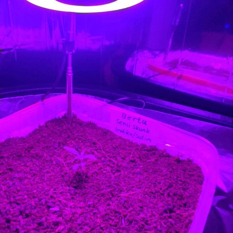 (Berta) Indika/Sativa Sensi Skunk  growlog photo: Heute umgepflanzt größere Töpfe