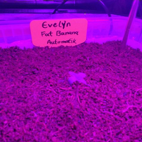 (Evelyn) Fat Banana Automatic growlog photo: Heute umgepflanzt in größere Töpfe