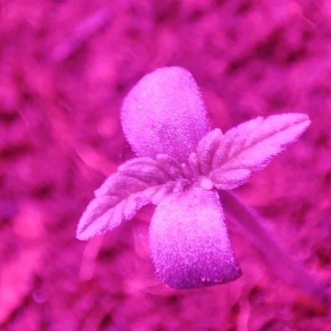 (Evelyn) Fat Banana Automatic growlog photo: Heute umgepflanzt in größere Töpfe