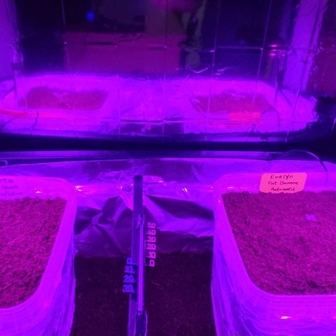 (Evelyn) Fat Banana Automatic growlog photo: Heute umgepflanzt in größere Töpfe
